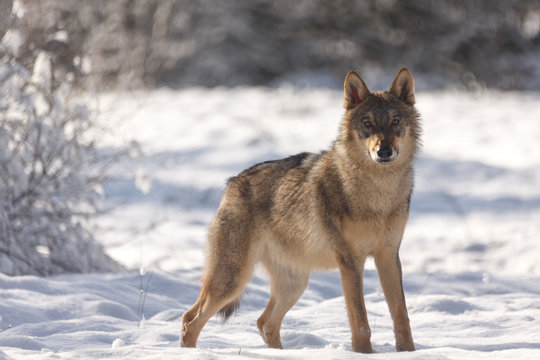 Wolf im Winter