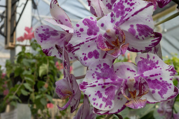Orchidée
