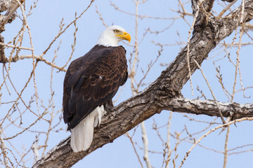 American Bald Eagle Sitting in a Tree Against a Clear Blue Sky