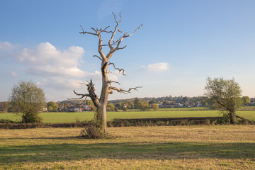 Dead tree in the Essex countryside in Autumn