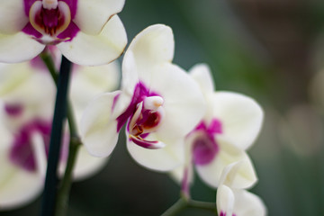 orchid&eacute;e