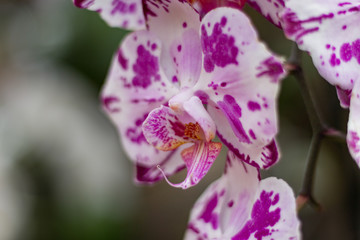 orchidée