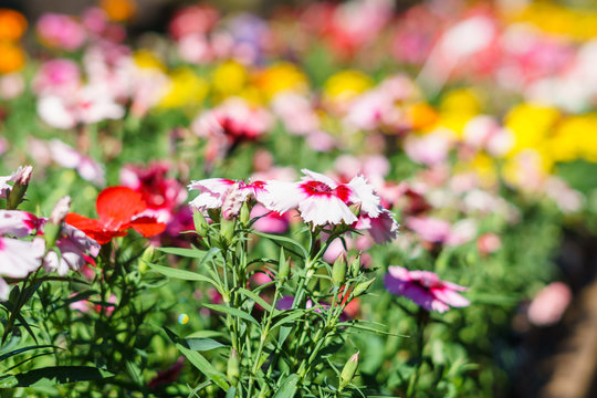 Clavelinas Blancas con Centro Violeta y Bokeh de Fondo - White Clavelines  with Violet Center and Background Bokeh Stock Photo | Adobe Stock