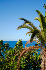 palms at the beach of tenerife