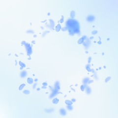 Dark blue flower petals falling down. Likable roma