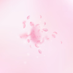 Sakura petals falling down. Romantic pink flowers 