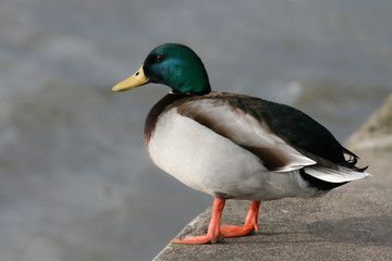 Ente am Flußufer