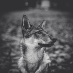 Proud wolf