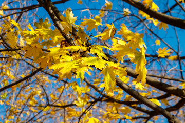 Yellow autumn leaves of maple tree close-up