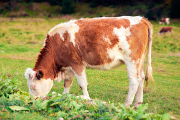 Fototapeta na wymiar Cow eating grass in the green field