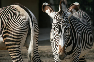 Fototapeta na wymiar Mit einem Zebra Auge in Auge