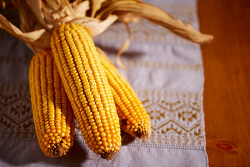 Ears of dried dent corn, sometimes called feed corn.