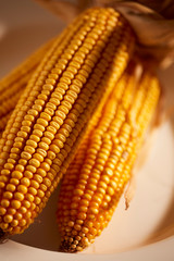 Ears of dried dent corn, sometimes called feed corn.