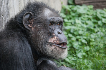 Portrait eines Schimpansen