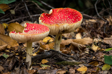 Two Amanita muscaria (fly agaric) mushrooms growing on a woodland floor in West Sussex, UK, surrounded by autumn leaves and twigs. Copy space included.
