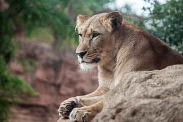 Löwe beobachtend auf einem Felsen liegend