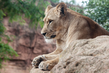 Fototapeta na wymiar Ein Löwe liegt auf einem Felsen