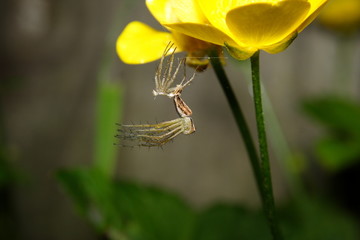 A pair of Lynx Spiders 'Oxyopes elegans'