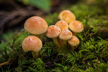 Mushrooms in the Pacific Northwest. A small group of mushrooms sprout out of a log in Seattle, Washington USA.