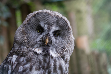 Portrait einer Eule