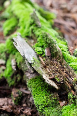 Woodland green moss on a tree log with brown textured background ~WOODLAND~