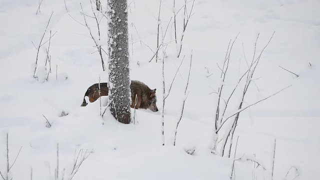 Lonely wolf walking in snowpath, stopped, looked somewhere