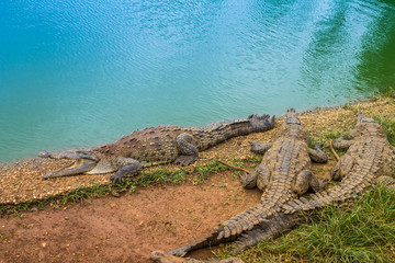 crocodile
