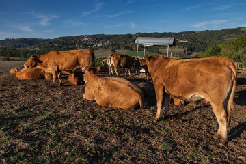 Voutezac (Corrèze, France) - Limousines