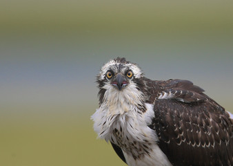 Rain soaked Osprey