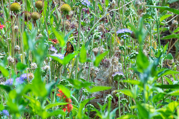 Flowers and Butterfly
