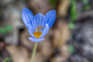 crocus in bloom