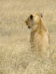 Löwin von hinten