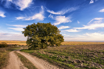 rural road in the field