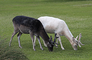 Pareja de ciervos pastando