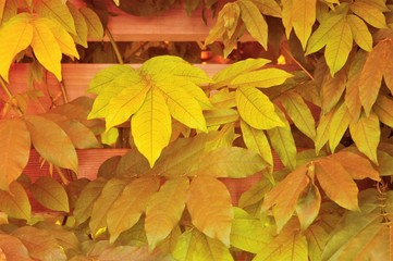 close up of fall yellow foliage against cedar wood fence  