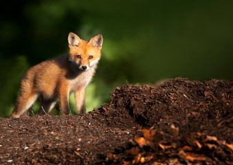 Cute Red Fox Kit 