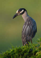 Pensive moment..Hard to imagine what is on the Yellow-crowned night heron's mind.