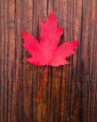 Naklejka na ściany i meble red isolated maple leaf on wet wood background