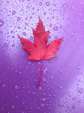 Red Maple Leaf On Plastic Purple Slide With Raindrops  