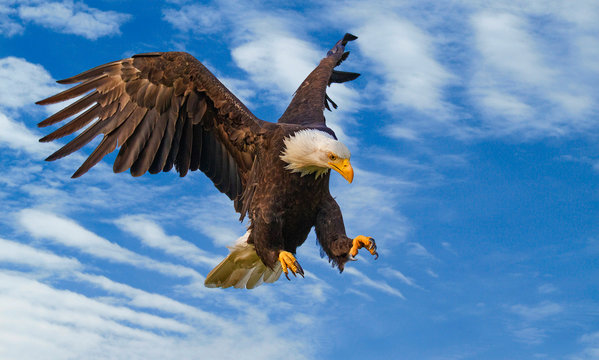 Bald eagle on the attack