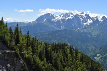 Fototapeta na wymiar Alps mountain slopes with fir trees