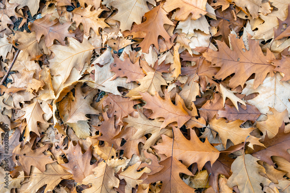 Sticker Brown discolored oak leaves fallen on the forest floor