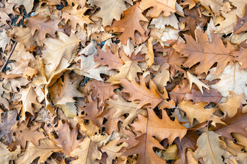 Brown discolored oak leaves fallen on the forest floor