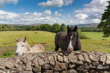 horse and donkey say hello in Ireland