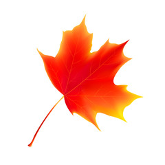Maple leaf. Autumn maple leaf isolated on a white background. Vector illustration