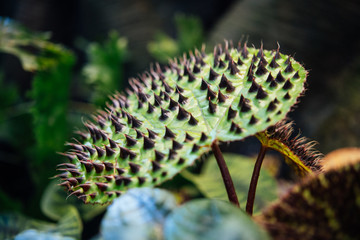Unique spike-covered plant