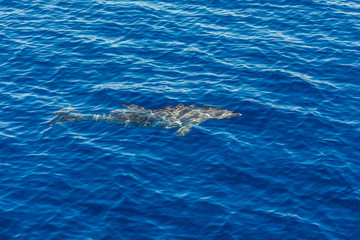 Naklejka premium Atlantic striped dolphins near the Azores Island. Dolphin in the ocean waves