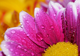 Fototapeta premium Purple Yellow Daisy with water droplets