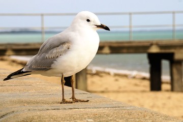 seagull on the beach