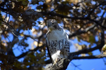 Hawk sitting on a branch